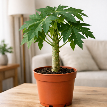 Papaya carica (Papája) – Kont.C1,5L ,výška 40-50 cm